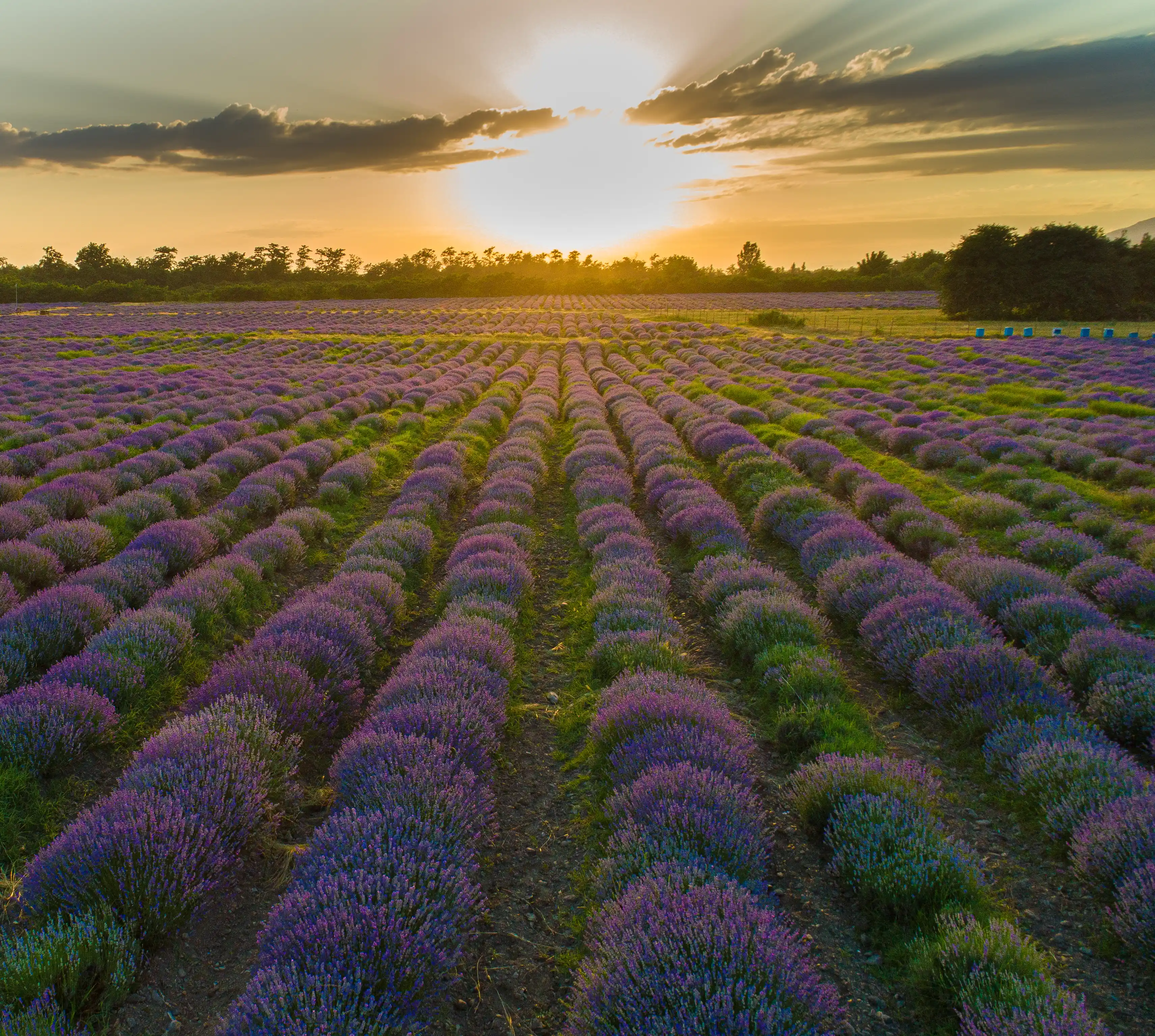 “Lavanda Mövsümü” Turu