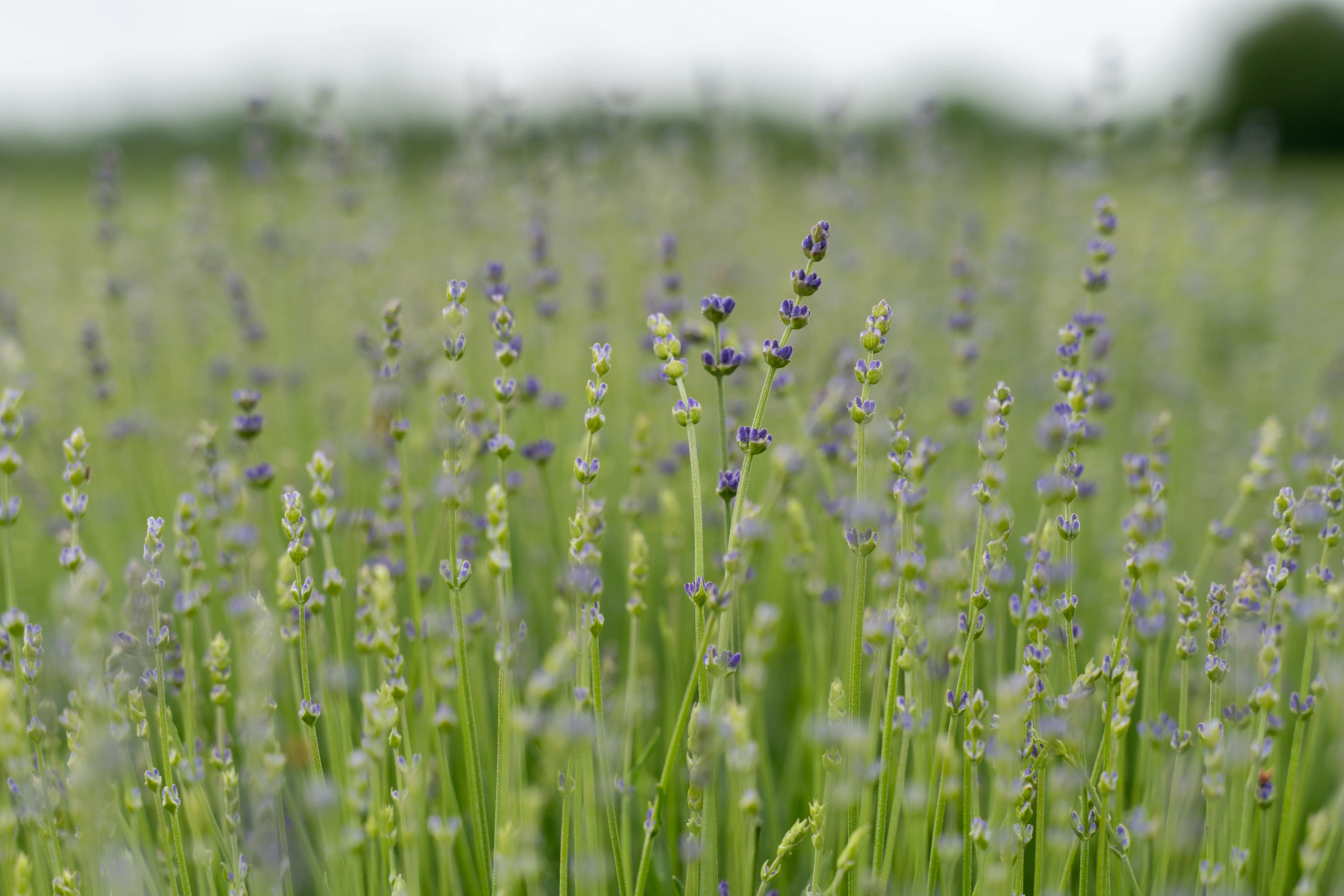 “Lavanda Mövsümü” Turu