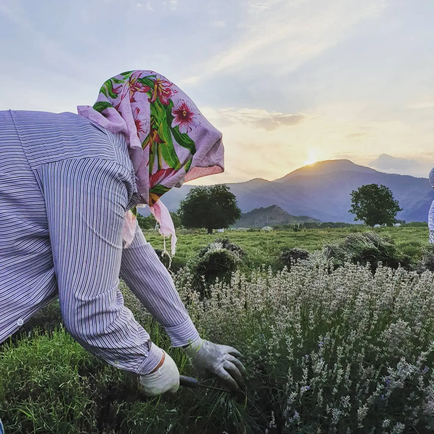 “Lavanda Mövsümü” Turu